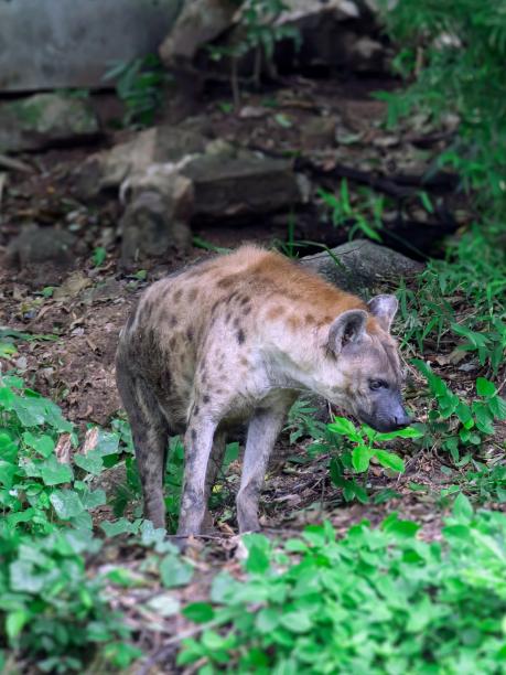 一张鬣狗穿过草地的照片。图片下载