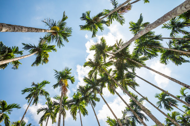 槟榔或槟榔棕榈树与蓝天背景在阳光明媚的日子。图片下载