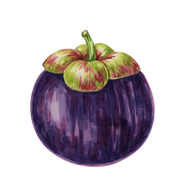 紫色山竹，热带异国情调的亚洲水果剪贴画。山竹藤黄孤立水彩插图贴纸，标签，食品包装，菜单图片下载