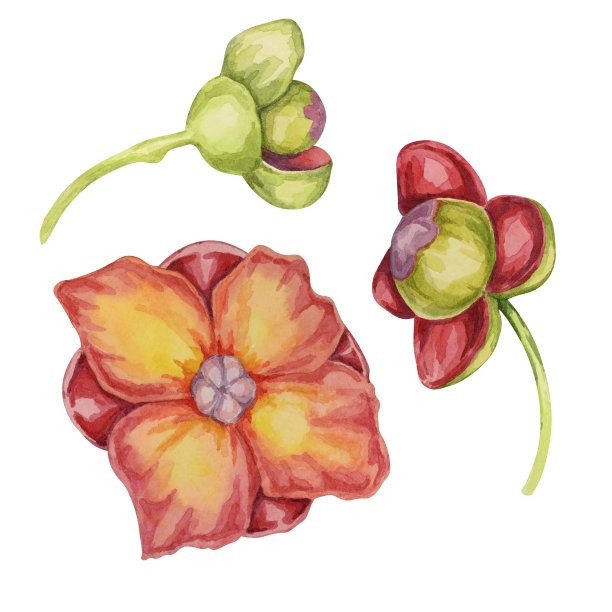 紫色山竹花，热带异国情调的亚洲植物学剪贴画。山竹藤黄分离水彩贴纸，标签，食品包装，菜单图片下载