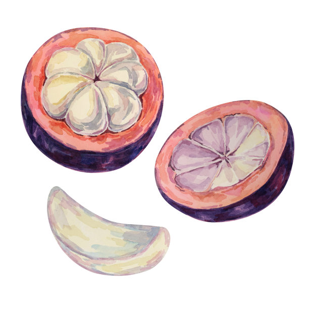 紫色山竹一半，热带异国情调的亚洲水果剪贴画。藤黄山竹切片水彩插图贴纸，标签，食品，菜单图片下载