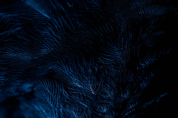 羽毛鸟微距照片。纹理或背景图片下载