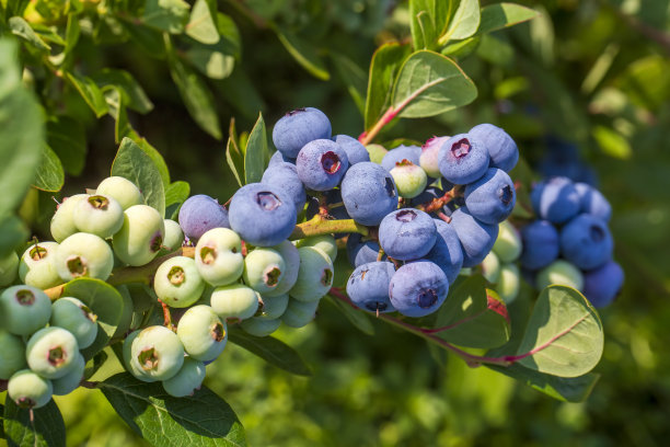 在土耳其伊兹密尔的收获季节，蓝莓农场的树上有一串成熟的水果。蓝莓采摘历史。图片下载