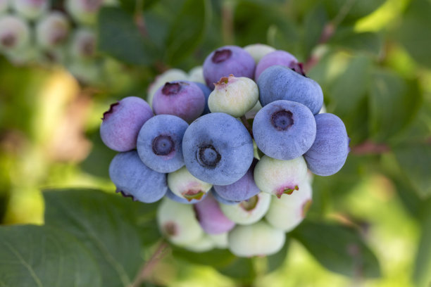 在土耳其伊兹密尔的收获季节，蓝莓农场的树上有一串成熟的水果。蓝莓采摘历史。图片下载