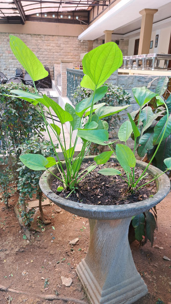 杨哈迪纳拉植物的照片，在花园环境适合宣传媒体的建筑物和酒店图片下载