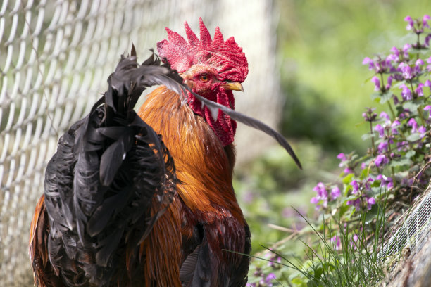农场里的公鸡图片下载