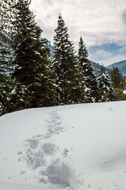 雪景，树木，脚印和蓝天，库存照片图片下载
