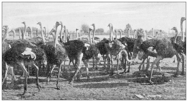 古色古香的加州旅行照片:鸵鸟农场图片下载