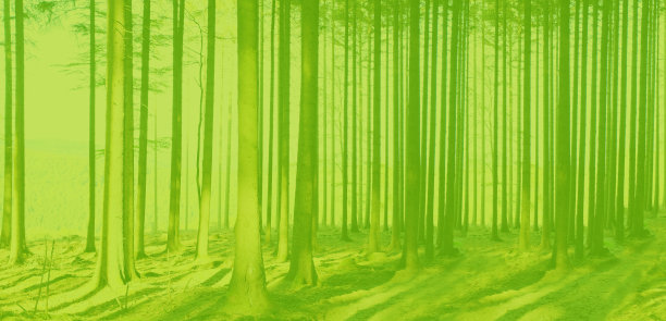 绿色的树干为背景，夏天的季节，环保的植物，模糊照片的神秘雾蒙蒙的景观与树木在森林，神秘的神秘概念图片下载