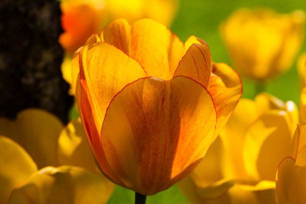 美丽郁金香的特写图片下载