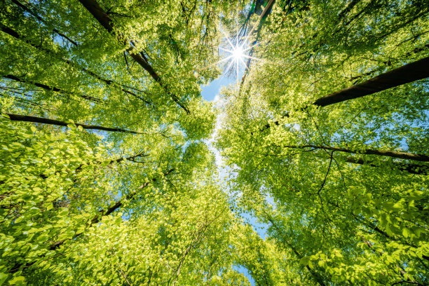 向上看树木方向的天空-可持续发展图片-库存照片-太阳图片下载