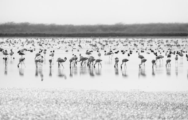 火烈鸟世界图片下载