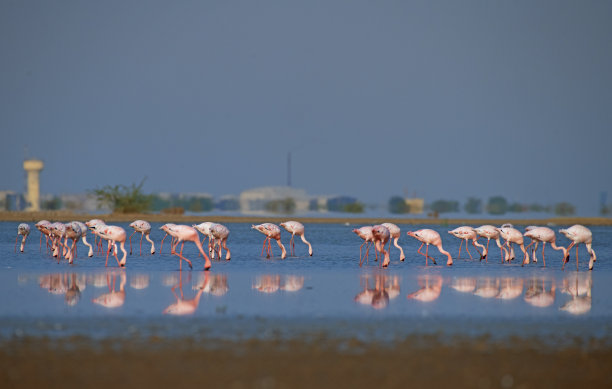 火烈鸟世界图片下载