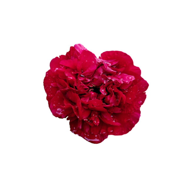 这张照片显示了一朵鲜艳的红色牡丹，花瓣上有可见的水滴。图片下载