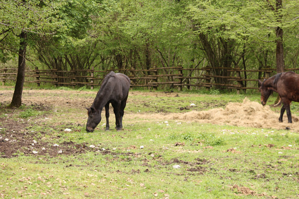 意大利米斯湖自然保护区的马和马图片下载