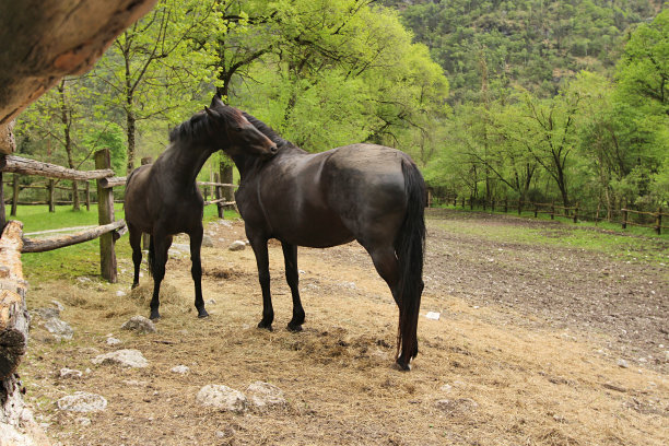 意大利米斯湖自然保护区的马和马图片下载