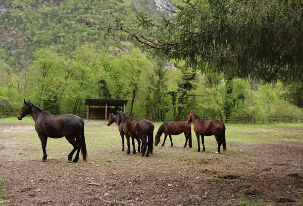 意大利米斯湖自然保护区的马和马图片下载