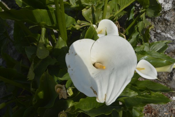 花卉和动物群照片图片下载