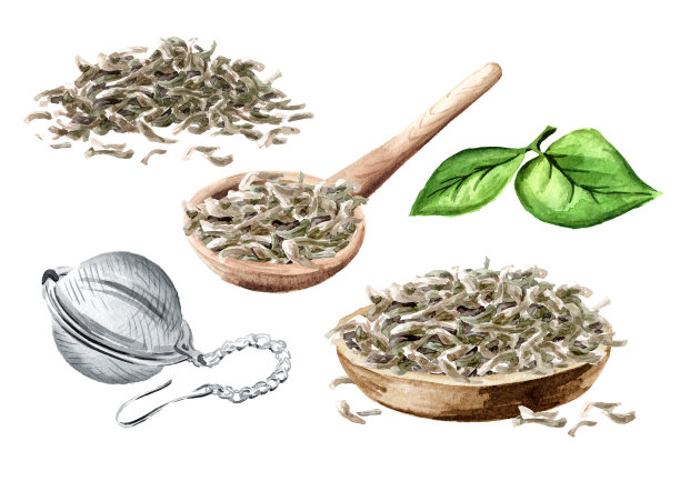 白茶冲泡套装。手绘水彩插图，孤立在白色背景上图片下载