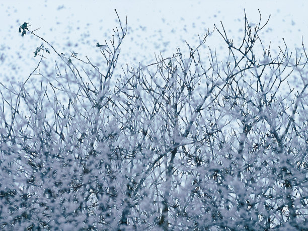 冬天Beautyland图片下载