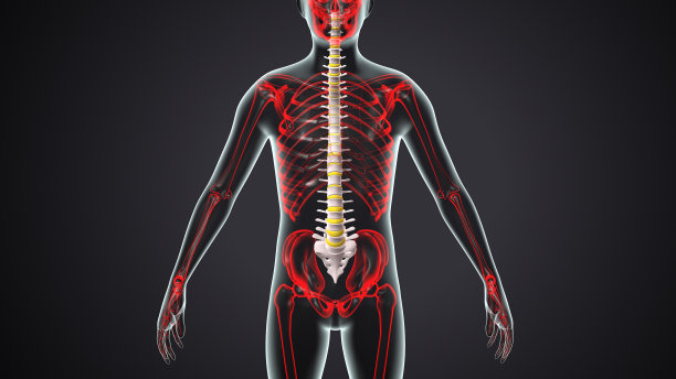 人体骨骼骨盆，肋骨，脊柱和跗骨解剖。三维渲染图片下载
