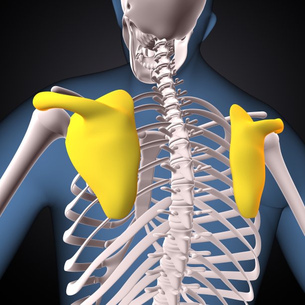 人体骨骼骨盆，肋骨，脊柱和跗骨解剖。三维渲染图片下载