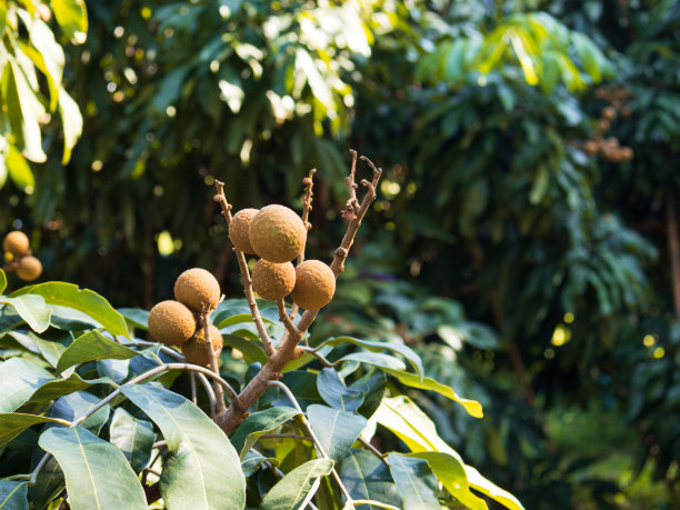 一串桂圆果实挂在树枝上，前景是亮绿色的叶子。图片下载