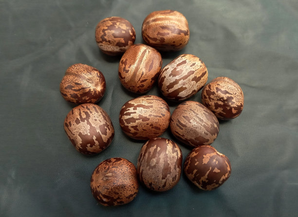 橡胶树种子在亚洲图片下载