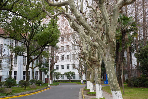 中国上海的复旦大学，两侧是梧桐树图片下载