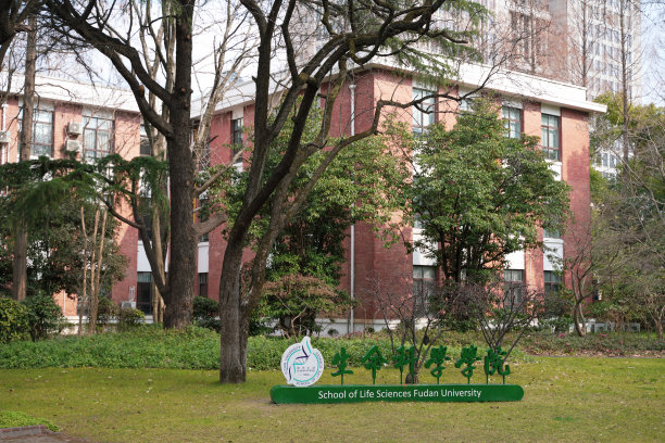 中国上海的复旦大学，两侧是梧桐树图片下载
