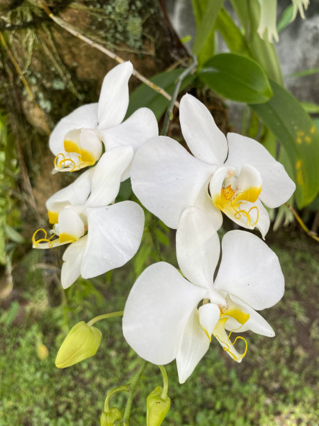 草地上开着三朵白色的花图片下载