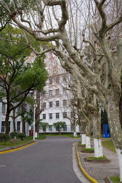中国上海的复旦大学，两侧是梧桐树图片下载