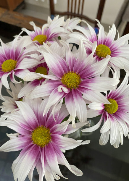 桌子上的花瓶里有许多白色和粉红色的花图片下载