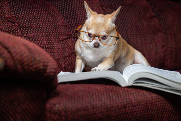 一只戴着眼镜的小狗坐在沙发上，前面放着一本书图片下载