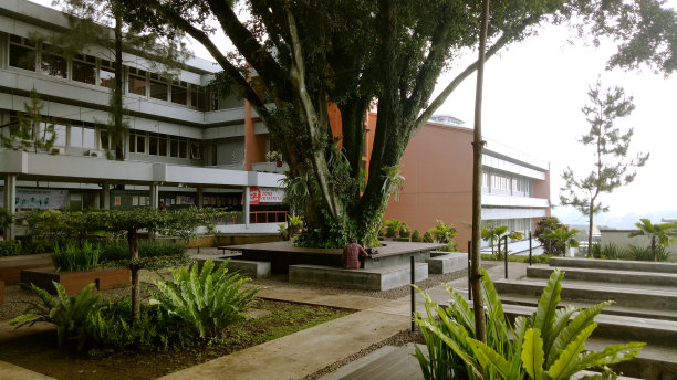 室外庭院，中间有树图片下载