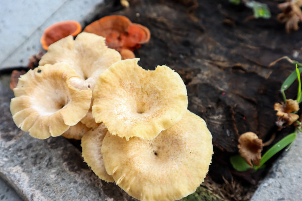 野生蘑菇图片下载