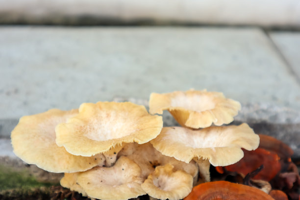 野生蘑菇图片下载