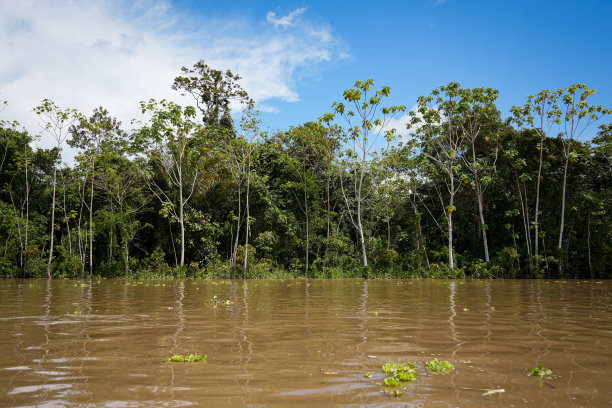 亚马逊丛林，水线与热带树木和蓝天-秘鲁股票照片图片下载