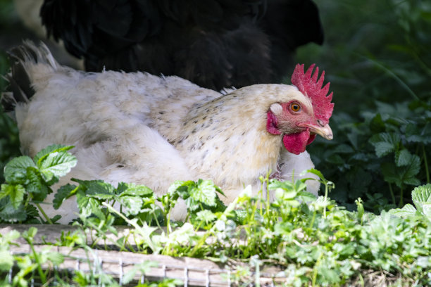 白色的手在阴影里图片下载