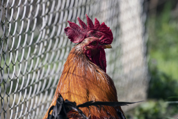 农场里的公鸡图片下载