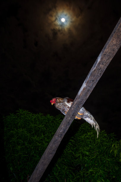 鸡栖息在月亮的背景上图片下载