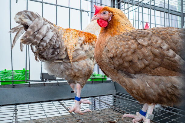 两只鸡在笼子里。鸡爪上的手镯。概念-在餐厅里卖活鸟。家禽育种。饲养鸡只供食肆售卖。饲养部落鸡图片下载