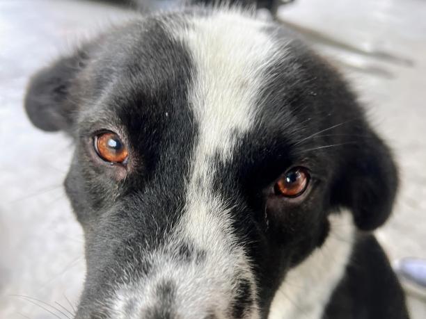 一只狗的照片，橙色的眼睛看着相机。图片下载