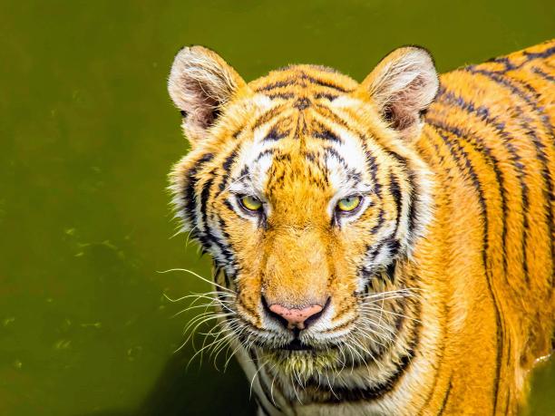 一张老虎站在水里看着镜头的照片。图片下载