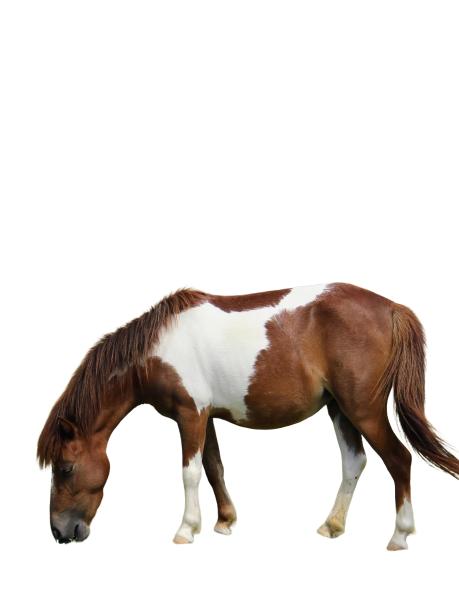一匹马在白底上吃草的照片。图片下载