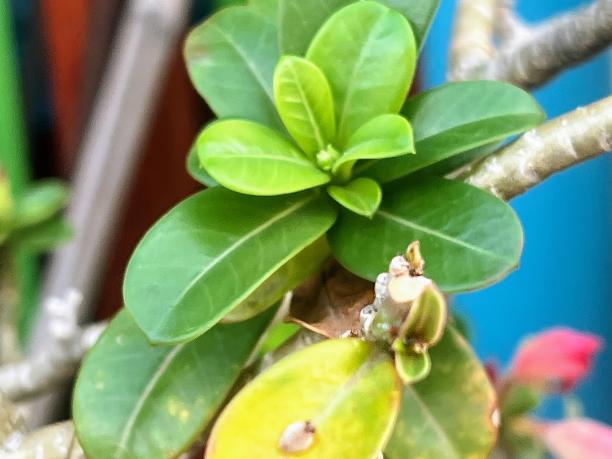 一张植物的照片，上面有一片绿叶。图片下载