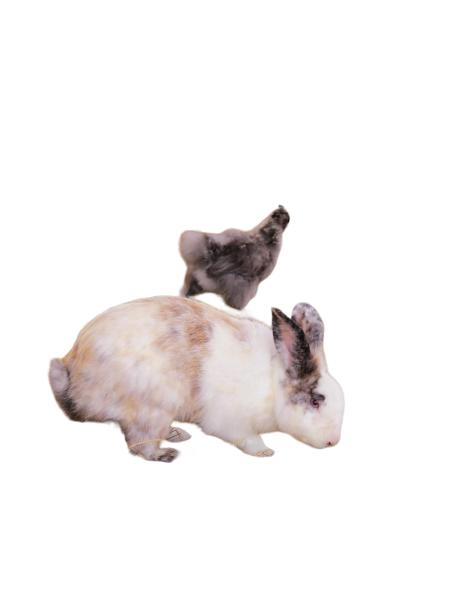 一张白色背景上的小兔子和小鸟的照片。图片下载