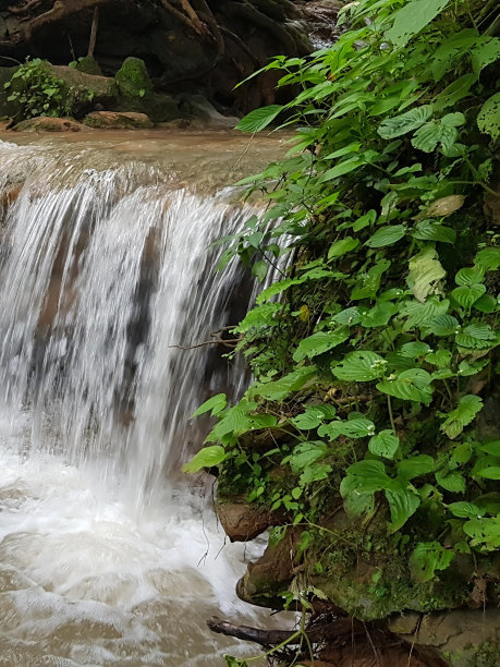 一张树林里有熊的瀑布的照片。图片下载