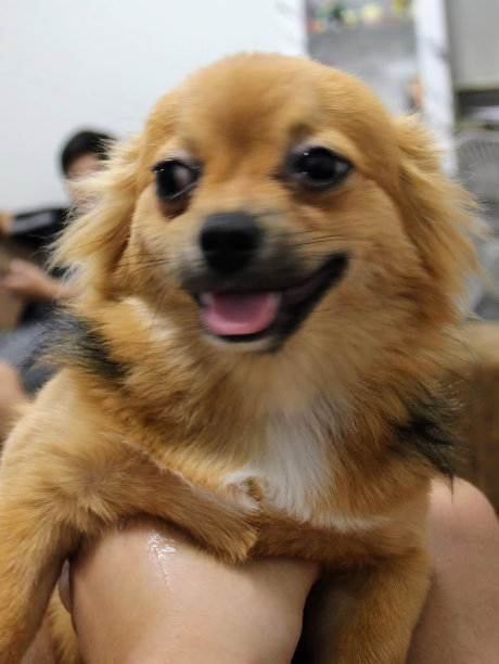 一张照片上一只狗坐在一个人的腿上。图片下载