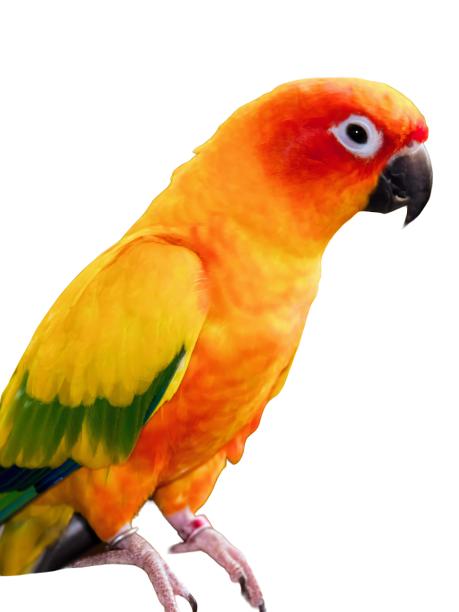 一张彩色鸟栖息在树枝上的照片。图片下载